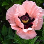 Papaver orientale 'Coral Reef' - Oosterse papaver, Oosterse klaproos