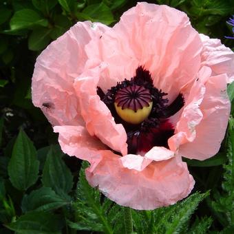 Papaver orientale 'Coral Reef'