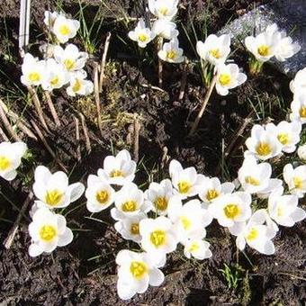 Crocus chrysanthus 'Miss Vain'