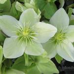 Helleborus x ericsmithii HGC 'Champion' - Nieskruid