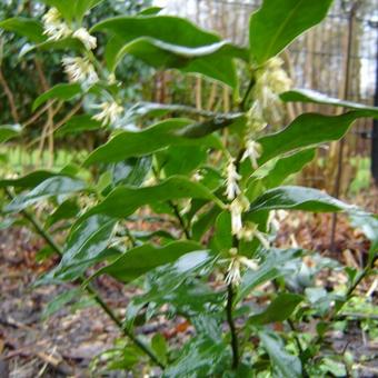 Sarcococca ruscifolia