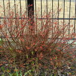 Spiraea japonica 'Firelight' - Spierstruik