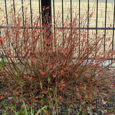 Spierstruik - Spiraea japonica 'Firelight'