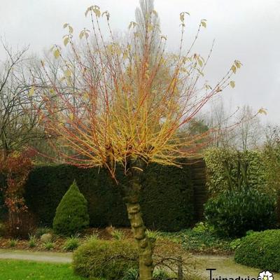 Rode Kornoelje - Cornus sanguinea 'Winter Beauty'