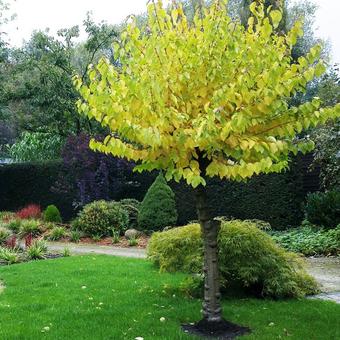 Cornus sanguinea 'Winter Beauty'