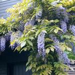 Wisteria - Blauwe regen