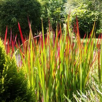 Imperata cylindrica 'Red Baron'