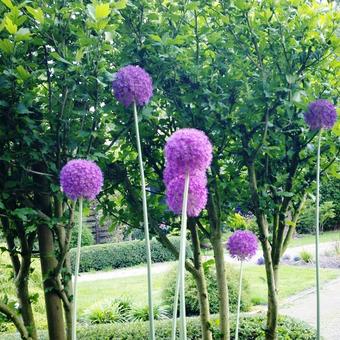 Allium giganteum