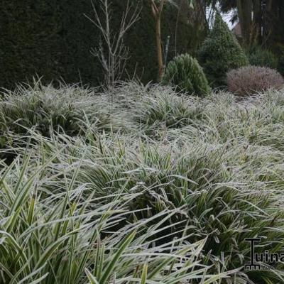 Zegge - Carex morrowii