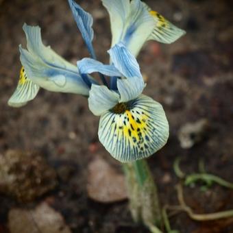 Iris 'Katharine Hodgkin'