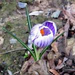 Crocus vernus 'King of the Striped' - Krokus