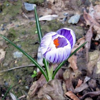 Crocus vernus 'King of the Striped'