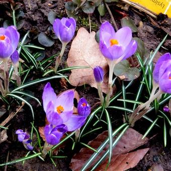 Crocus tommasinianus 'Barr's Purple'