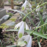 Galanthus nivalis 'Viridapice' - Sneeuwklokje