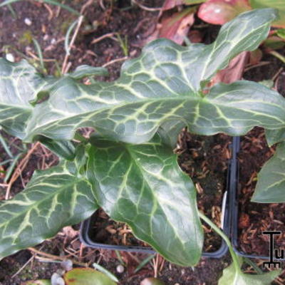 Aronskelk - Arum italicum