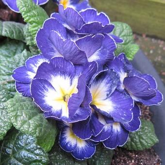 Primula polyanthus