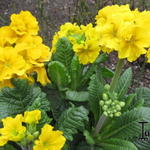 Primula veris 'Cabrillo' - Sleutelbloem, Gulden sleutelbloem