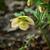 Helleborus orientalis