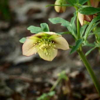 Helleborus