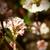 Viburnum x bodnantense 'Dawn'