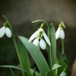 Galanthus elwesii - Breedbladig sneeuwklokje