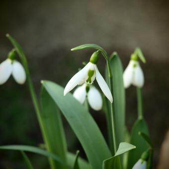 Galanthus elwesii