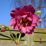 Helleborus orientalis 'Delila' - Nieskruid