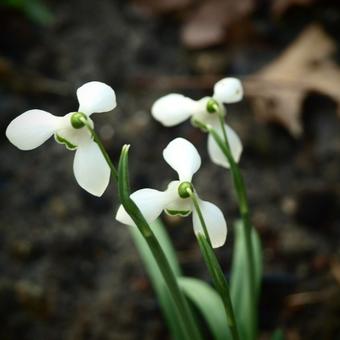 Galanthus nivalis