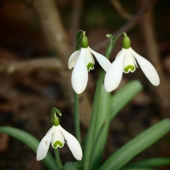 Galanthus nivalis