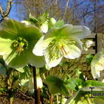 Helleborus x hybridus  'Molly's White' - Nieskruid