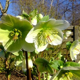 Helleborus x hybridus  'Molly's White'