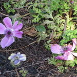 Anemone coronaria Single - Anemoon