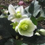 Helleborus x ericsmithii HGC 'Shooting Star' - Nieskruid