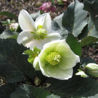 Helleborus x ericsmithii HGC 'Shooting Star'