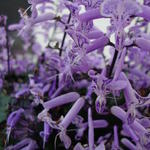 Plectranthus 'Mona Lavender' - Plectranthus