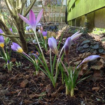 Crocus tommasinianus 'Roseus'