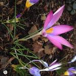 Crocus tommasinianus 'Roseus' - Krokus