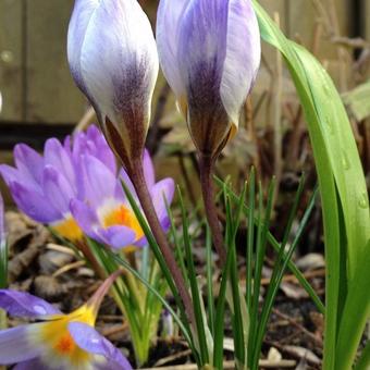 Crocus chrysanthus 'Blue Pearl'