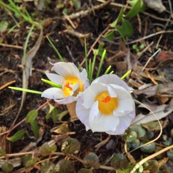 Crocus chrysanthus 'Blue Pearl'