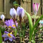 Crocus chrysanthus 'Blue Pearl' - Krokus