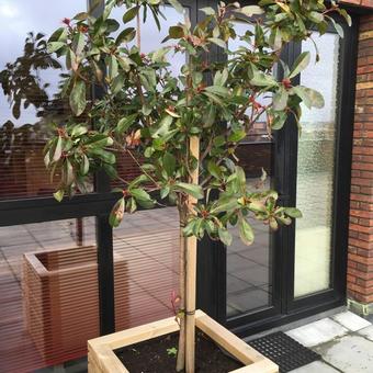 Photinia  fraseri 'Little Red Robin'