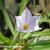 Ipheion uniflorum 'Wisley Blue'