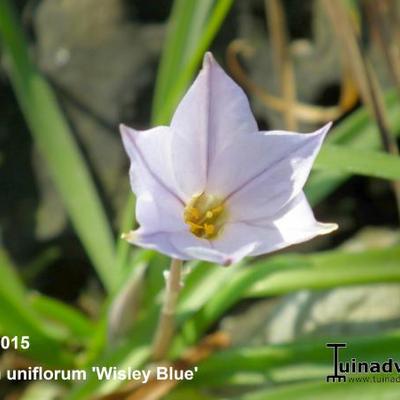 Oude wijfjes/Voorjaarster - Ipheion uniflorum 'Wisley Blue'