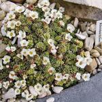 Saxifraga 'Allendale Billows' - Steenbreek