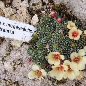 Saxifraga x megaseaeflora 'Bertramka'