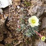 Saxifraga x boydii 'Aretiastrum' - Steenbreek