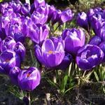 Crocus 'Grand Maitre' - Krokus