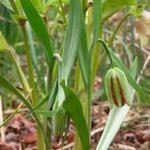 Fritillaria amana - Kievitsbloem, Kievitseitjes