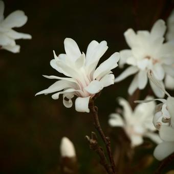 Magnolia stellata