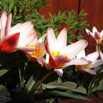 Tulipa 'Heart's Delight'